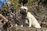 BOULEDOGUE FRANCAIS 486